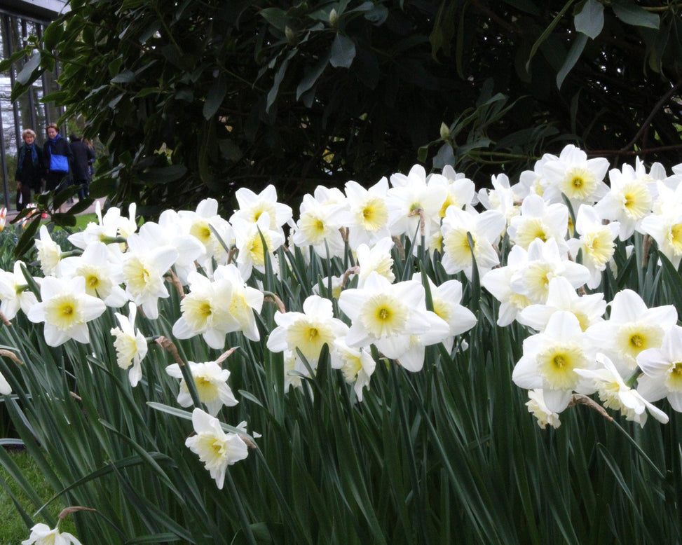 Narcissus 'Ice Follies'