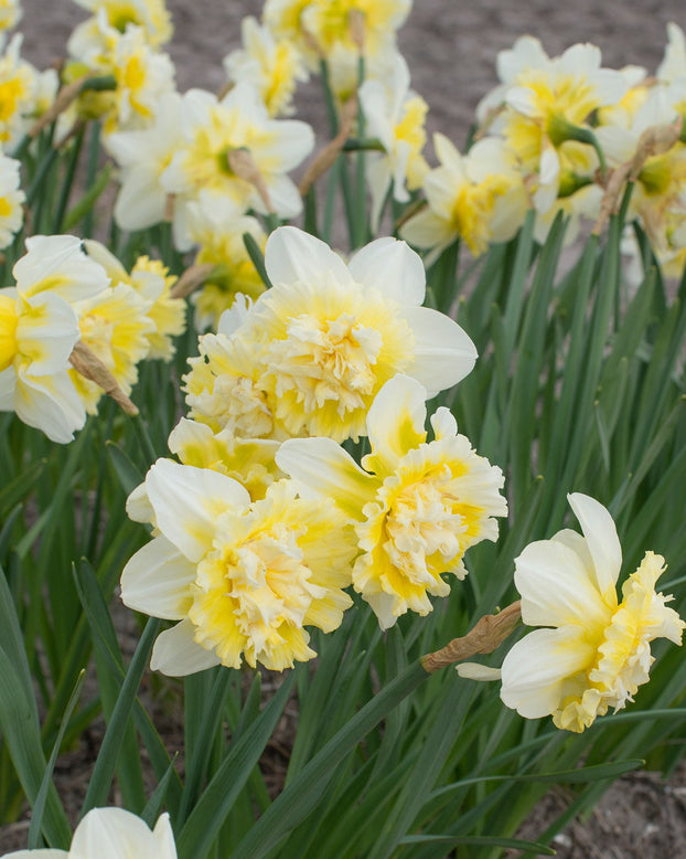 Flower BulbsIce King Bulbs UK - 1