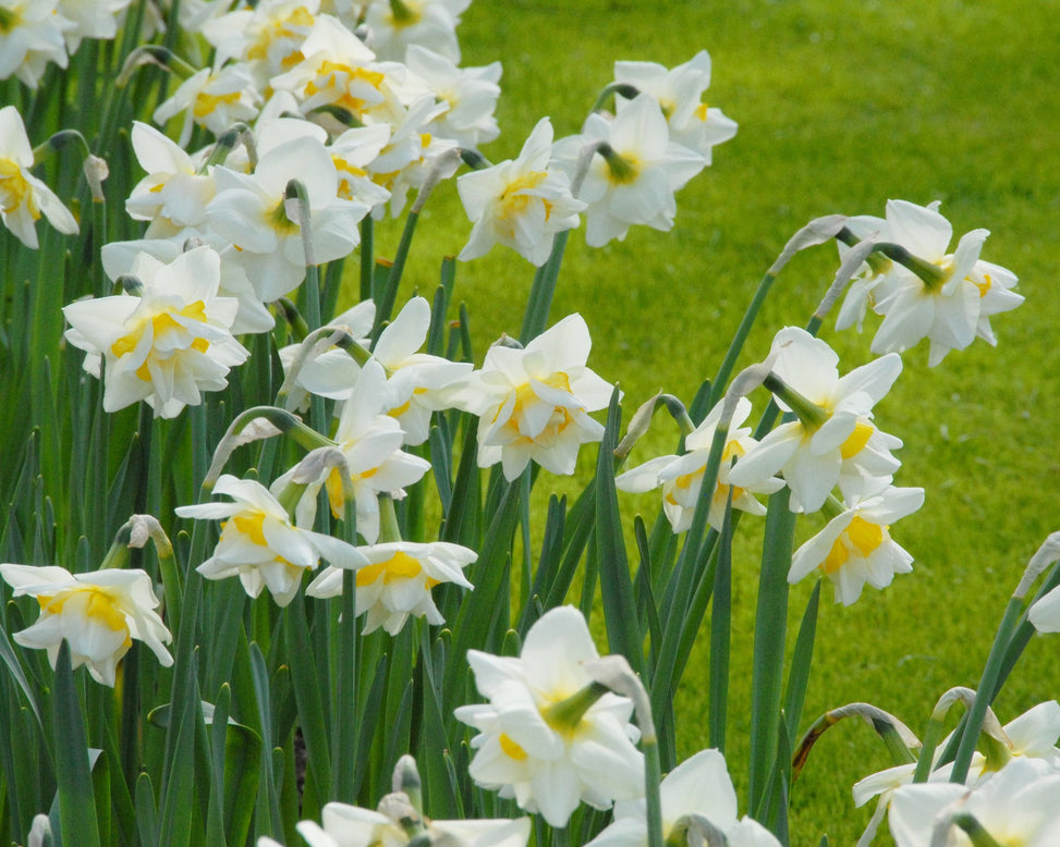 Flower BulbsIce King Bulbs UK - 2
