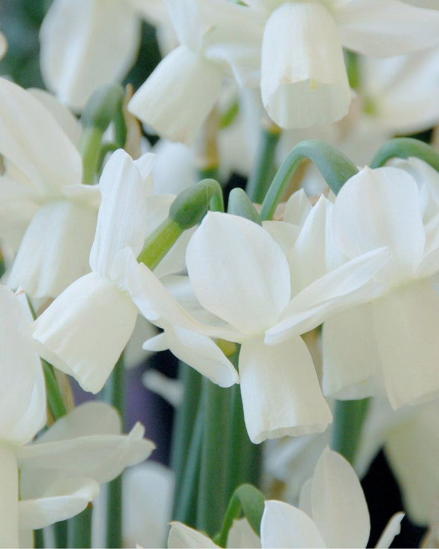 Narcissus 'Ice Wings'