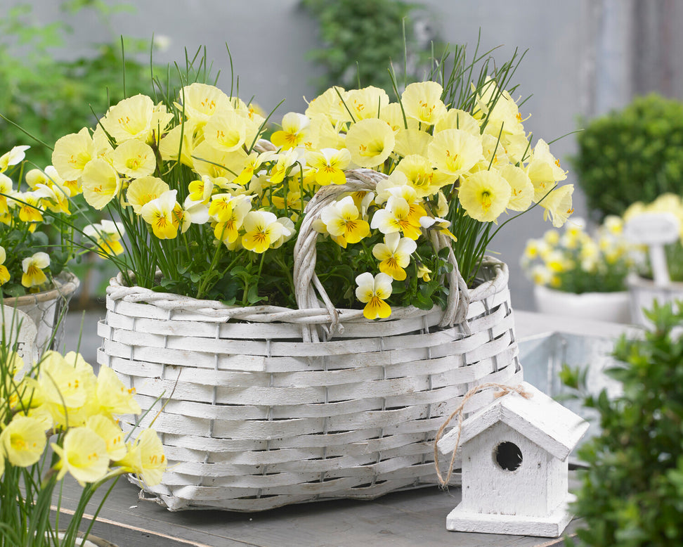 Narcissus 'Julia Jane'