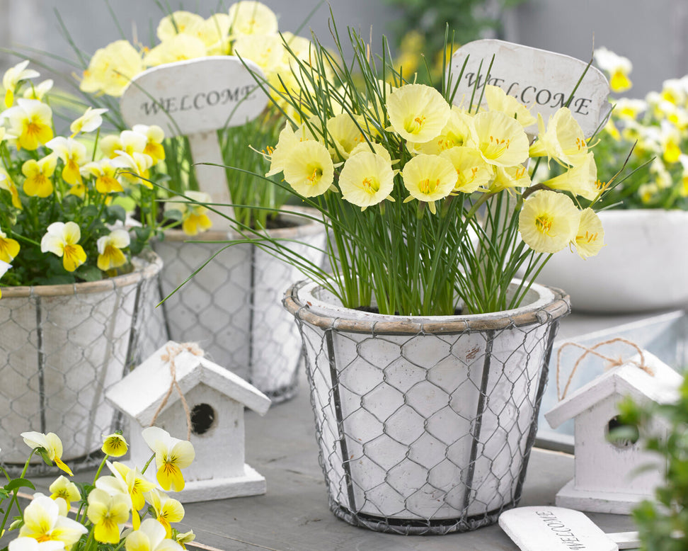 Narcissus 'Julia Jane'