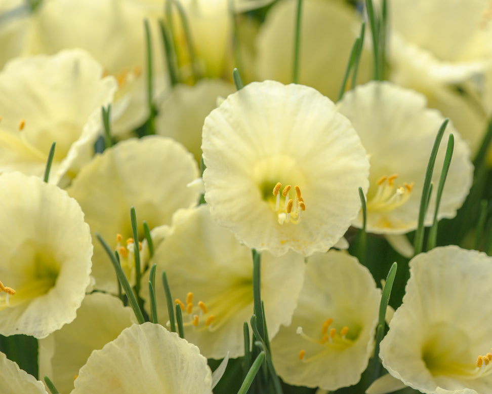 Narcissus 'Julia Jane'