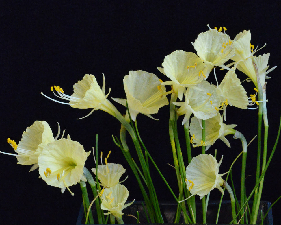 Narcissus 'Julia Jane'