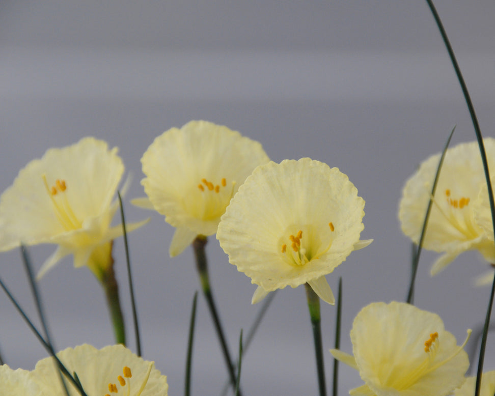 Narcissus 'Julia Jane'