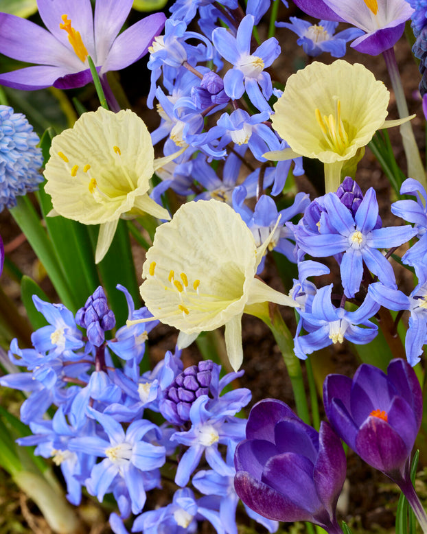 Narcissus 'Julia Jane'