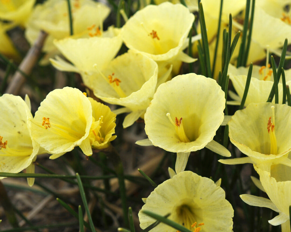 Narcissus 'Julia Jane'