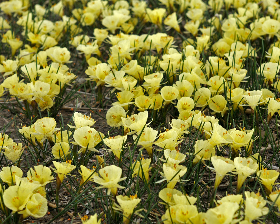 Narcissus 'Julia Jane'