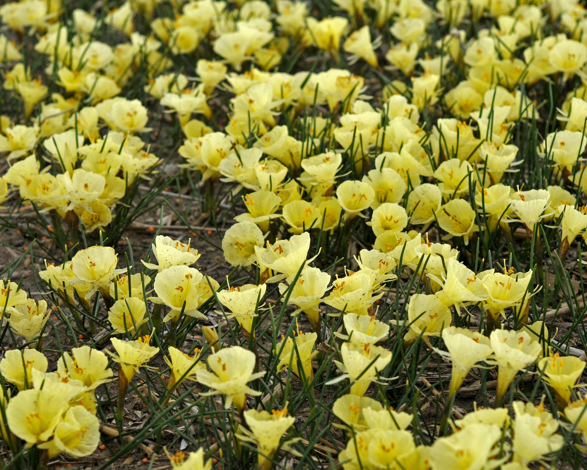 Narcissus romieuxii 'Julia Jane' bulbs — Buy petticoat daffodils online