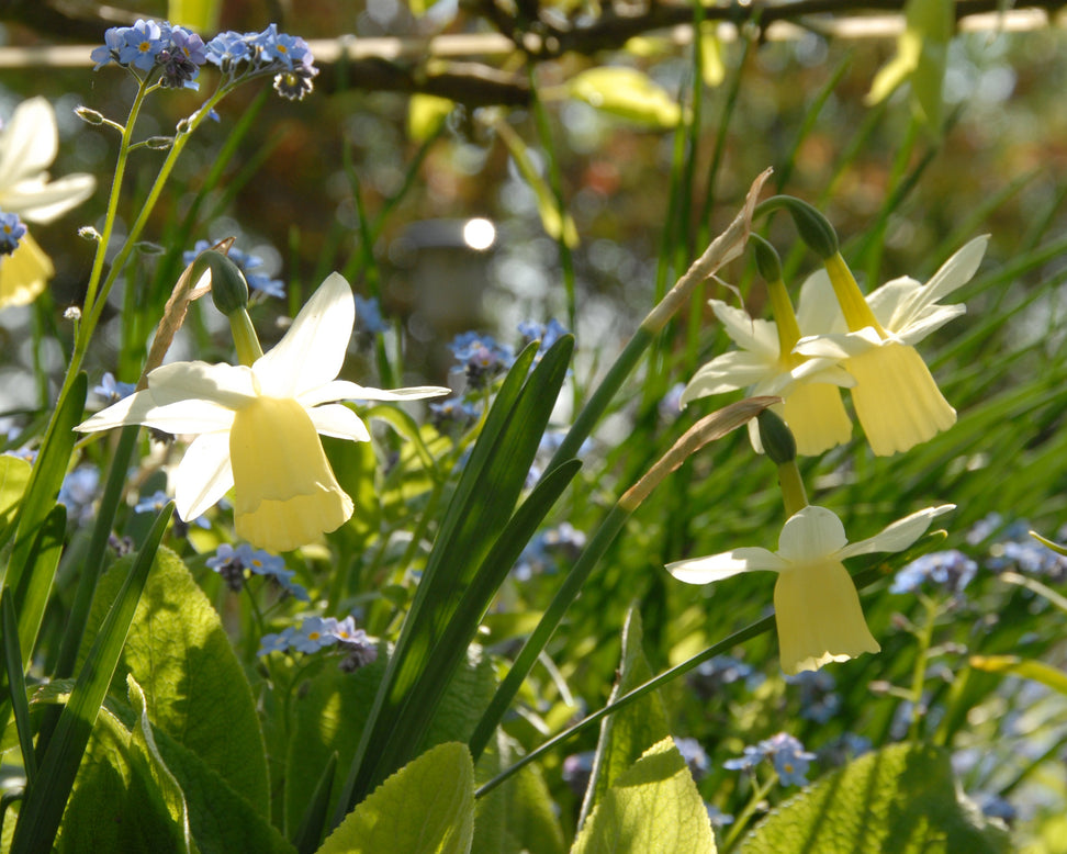 Narcissus 'Lemon Drops'