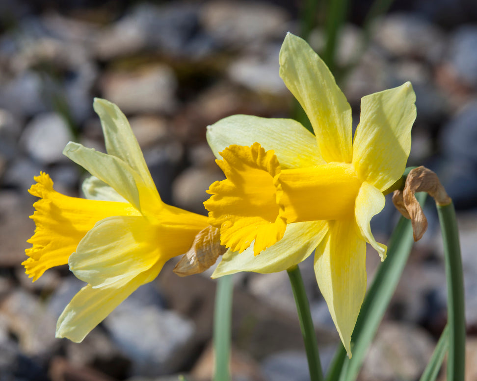 Narcissus lobularis