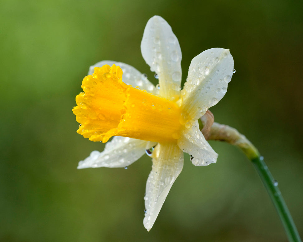 Narcissus lobularis