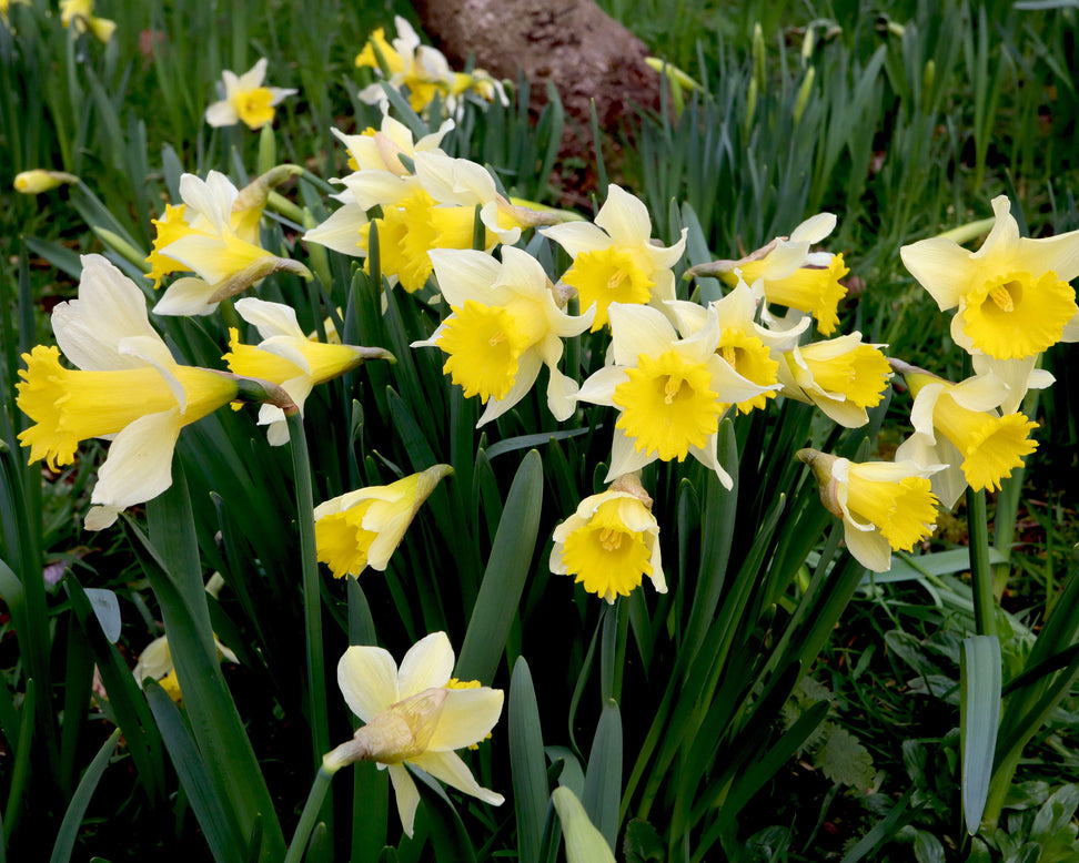 Narcissus lobularis