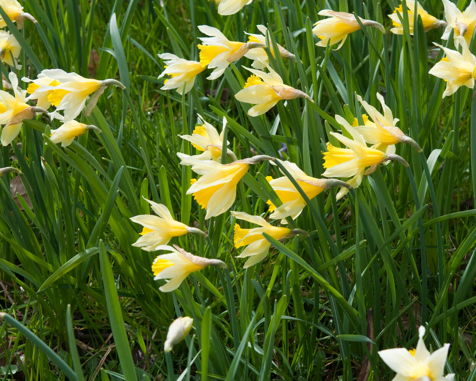 Narcissus lobularis
