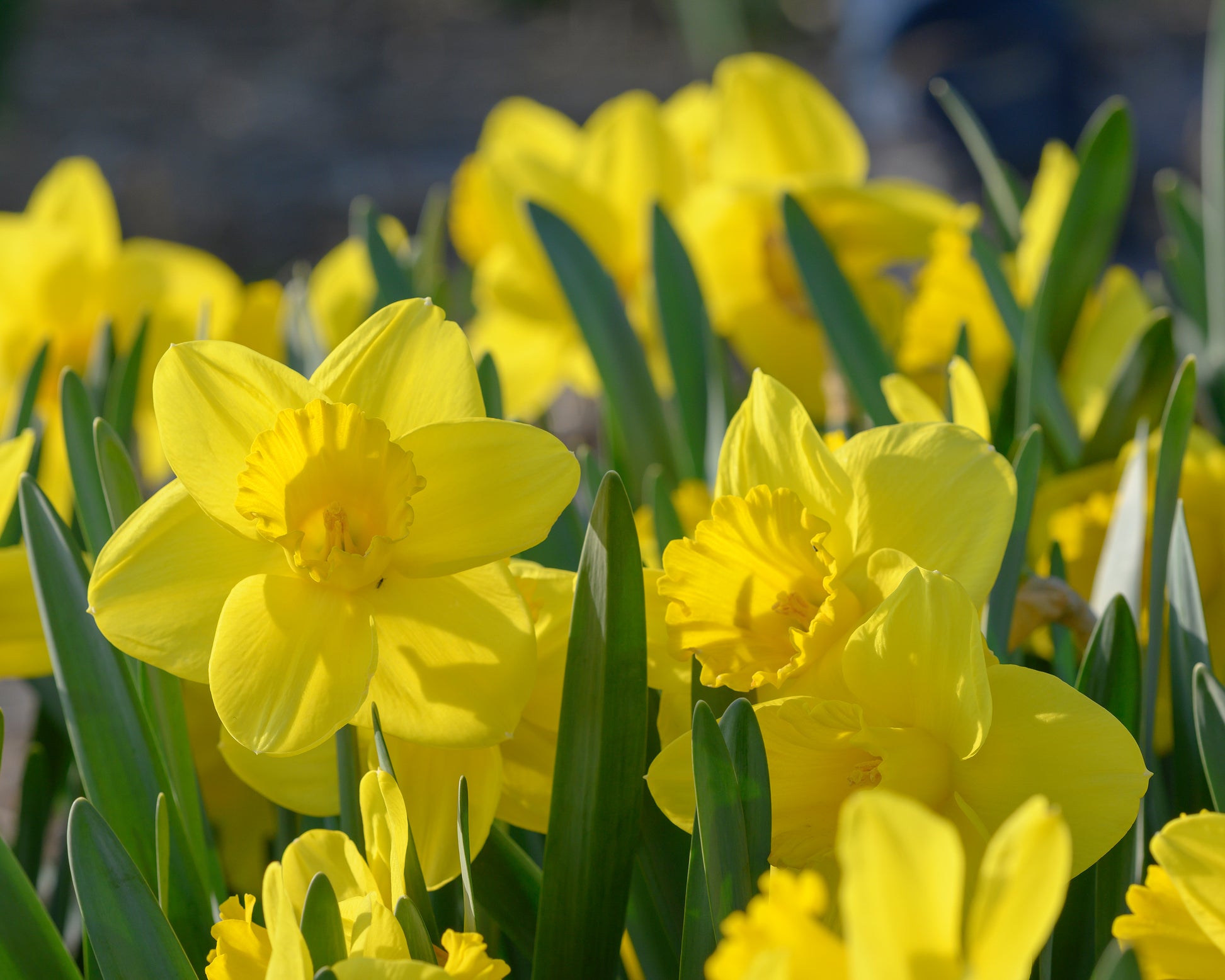 Narcissus 'Lucky Number' bulbs — Buy short yellow daffodils online at ...