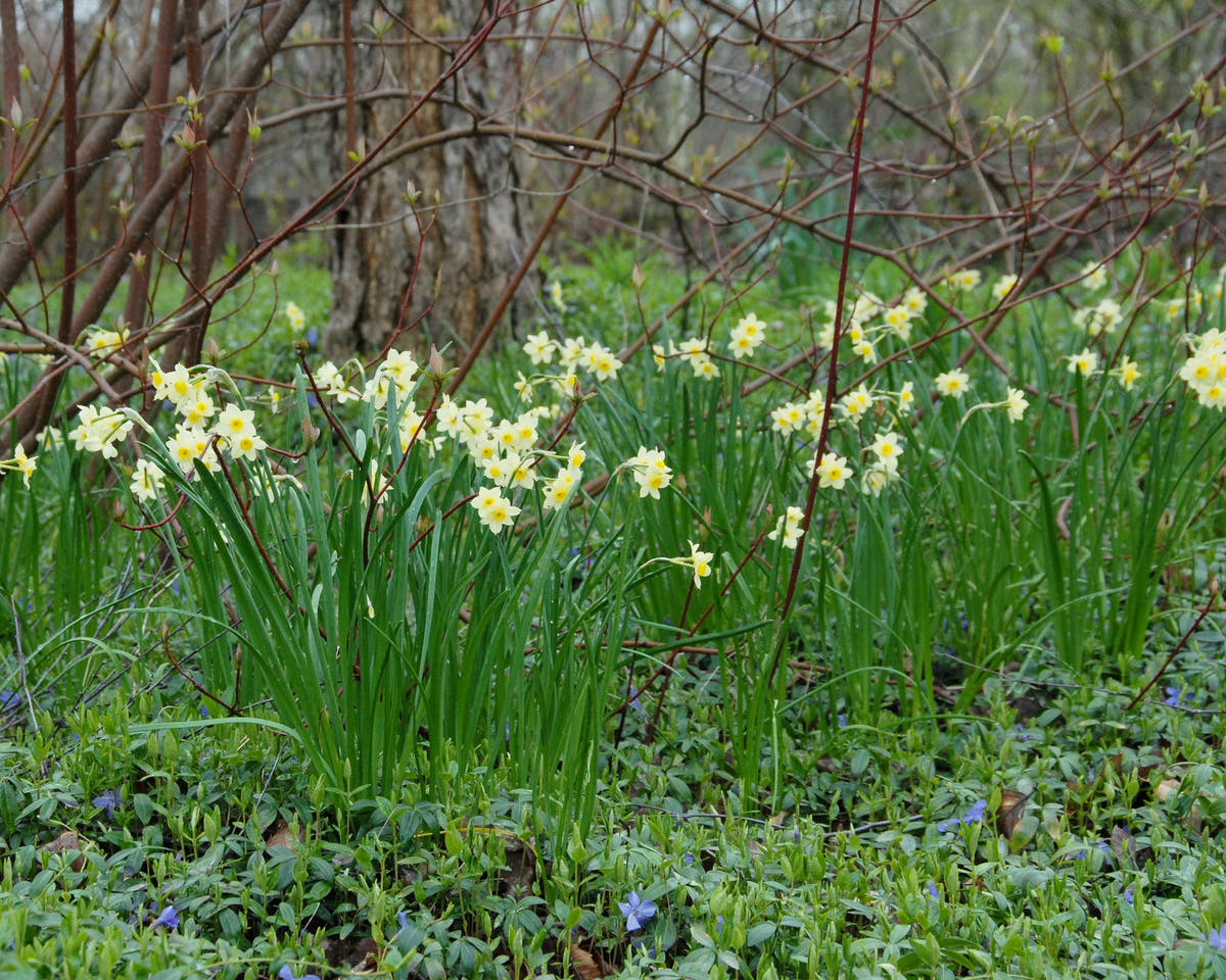 Flower BulbsMinnow Bulbs UK - 4