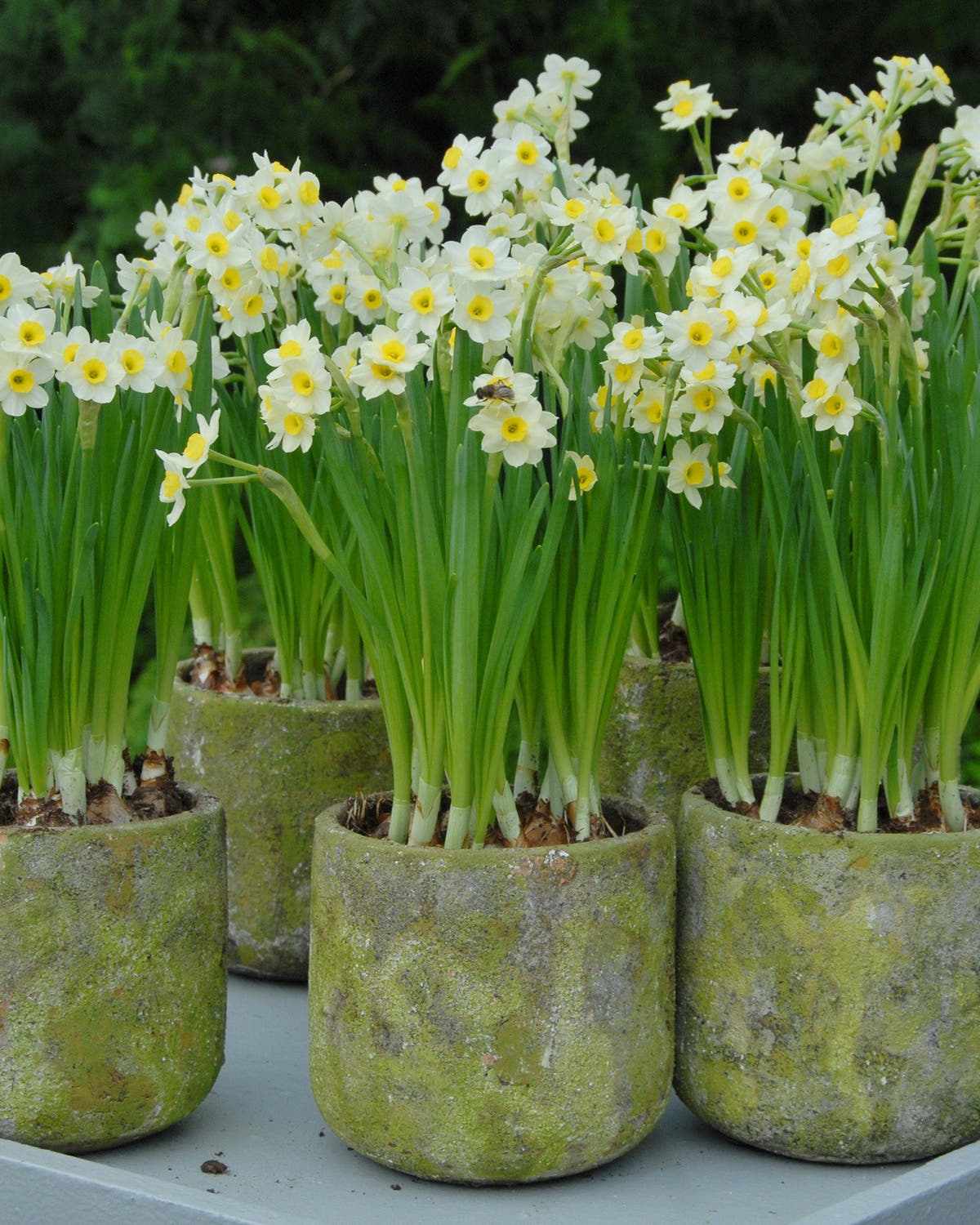 Flower BulbsMinnow Bulbs UK - 1