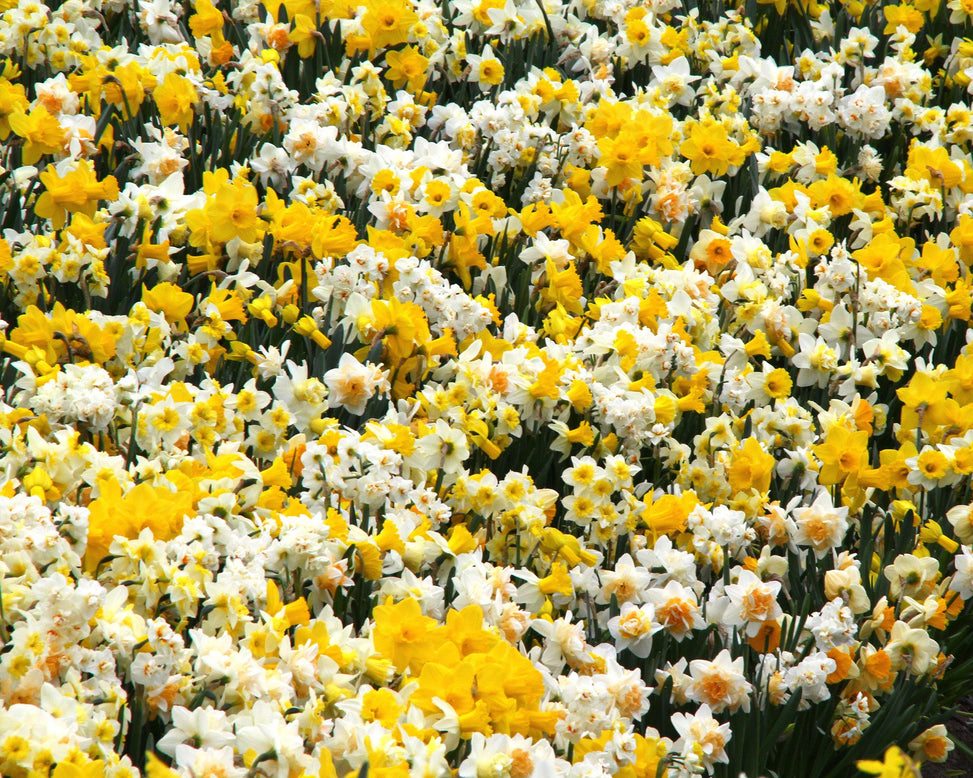 Narcissus 'Harlequin Mix'