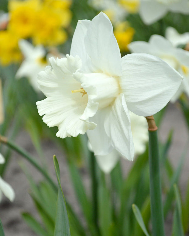 Narcissus 'Mount Hood'