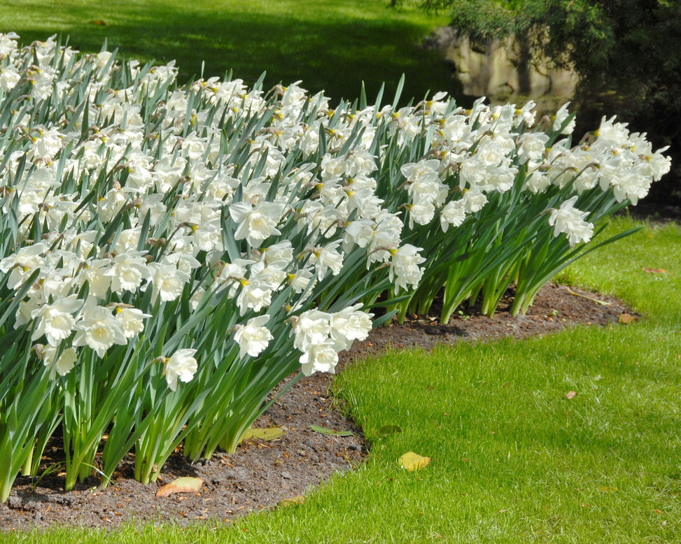 Flower BulbsMount Hood Bulbs UK - 2