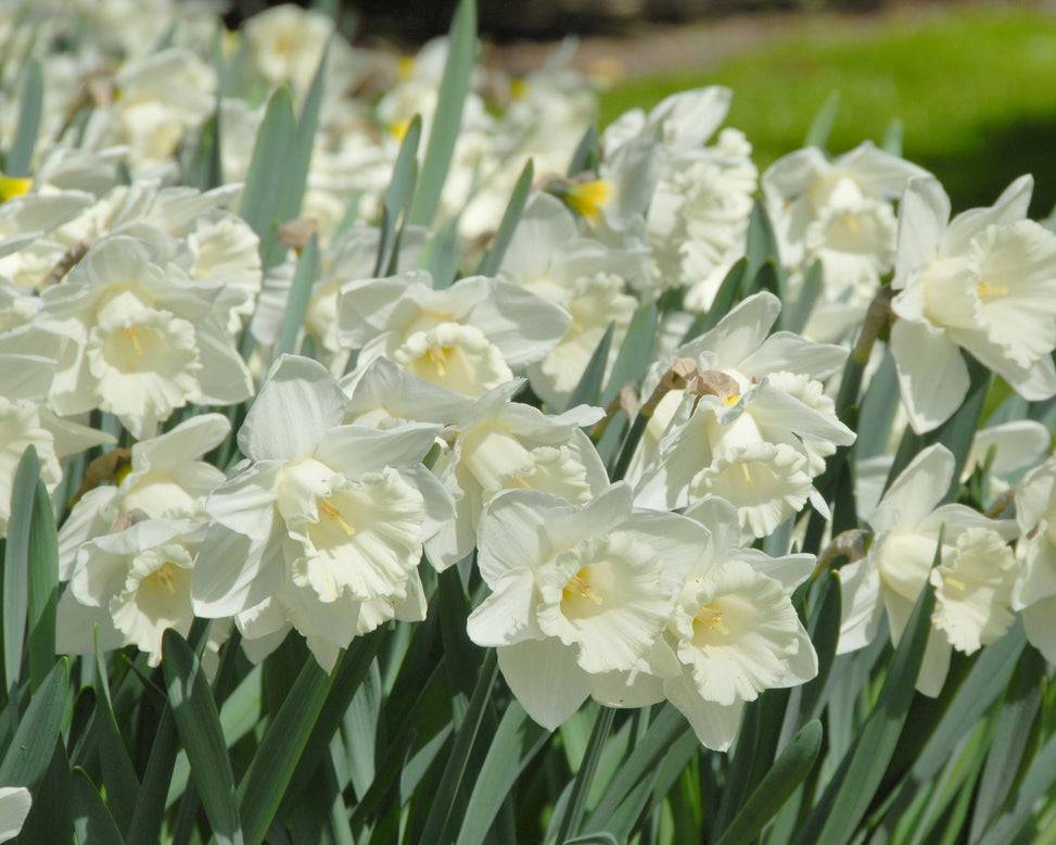 Flower BulbsMount Hood Bulbs UK - 9