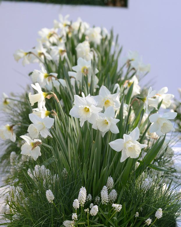 Flower BulbsMount Hood Bulbs UK - 10