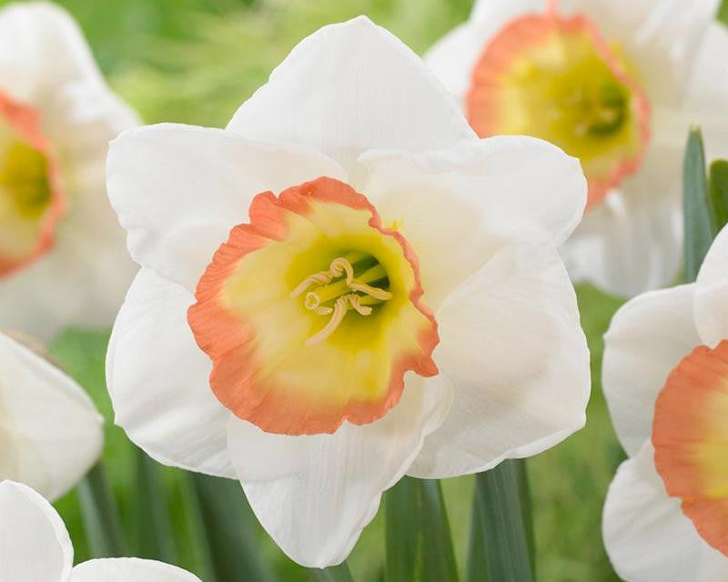 Narcissus 'Night Cap'