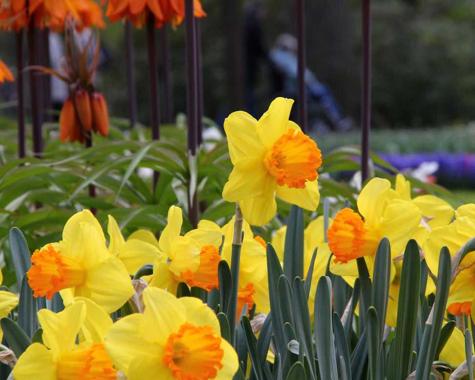 Narcissus 'Orange Progress'
