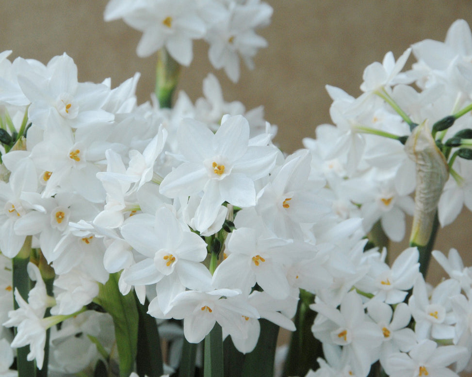 Flower Bulbstazetta Paperwhite Bulbs UK - 3