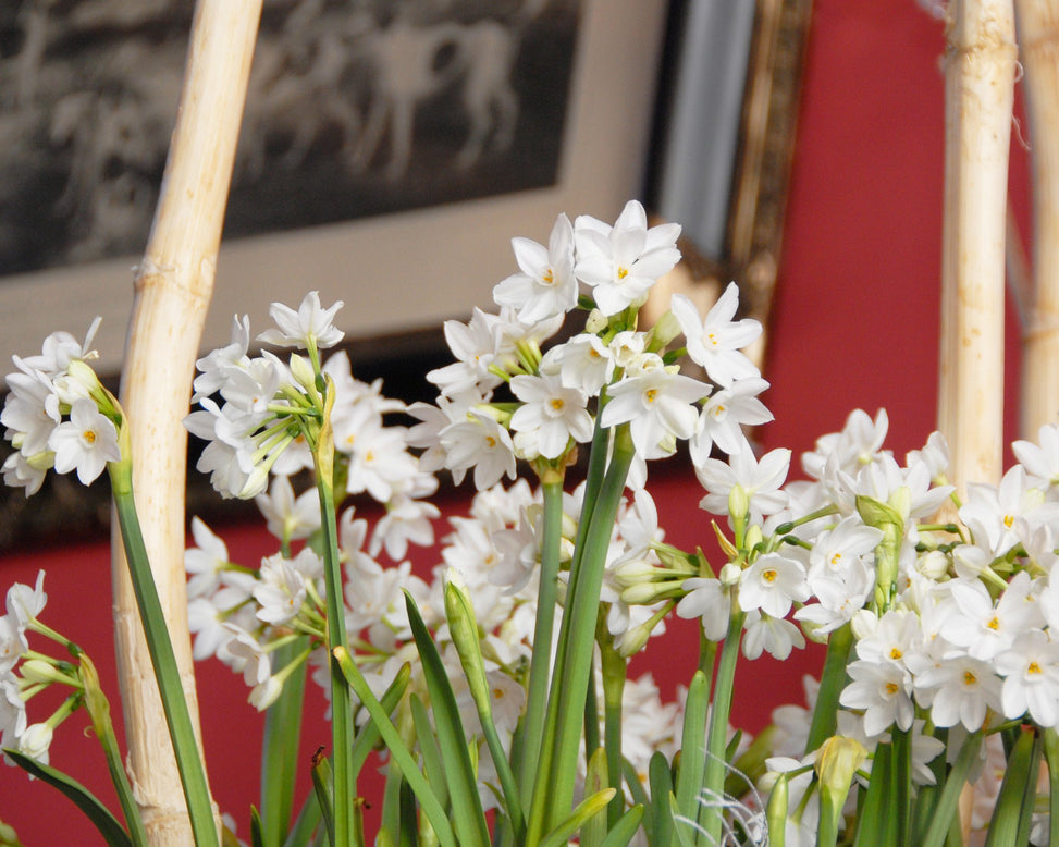 Flower Bulbstazetta Paperwhite Bulbs UK - 4