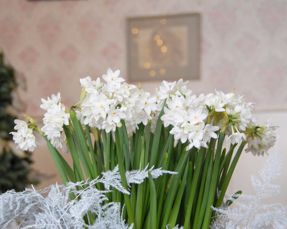 Flower Bulbstazetta Paperwhite Bulbs UK - 5