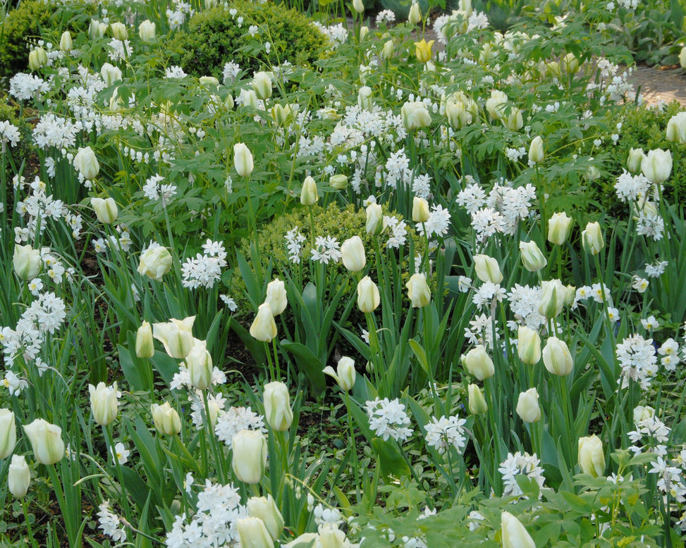 Flower Bulbstazetta Paperwhite Bulbs UK - 8