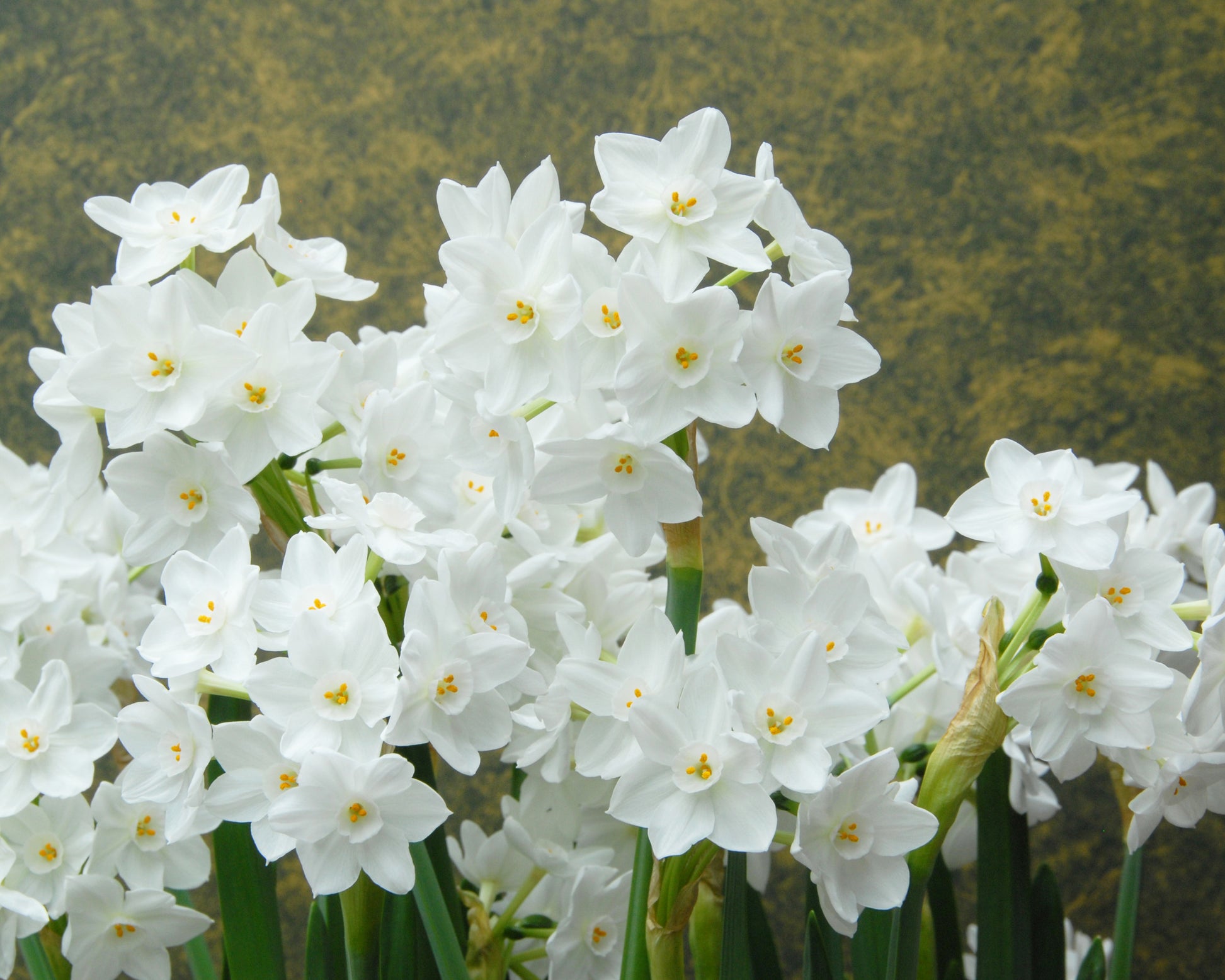 Narcissus tazetta 'Paperwhite Inbal' bulbs — Buy 'Paperwhites' online