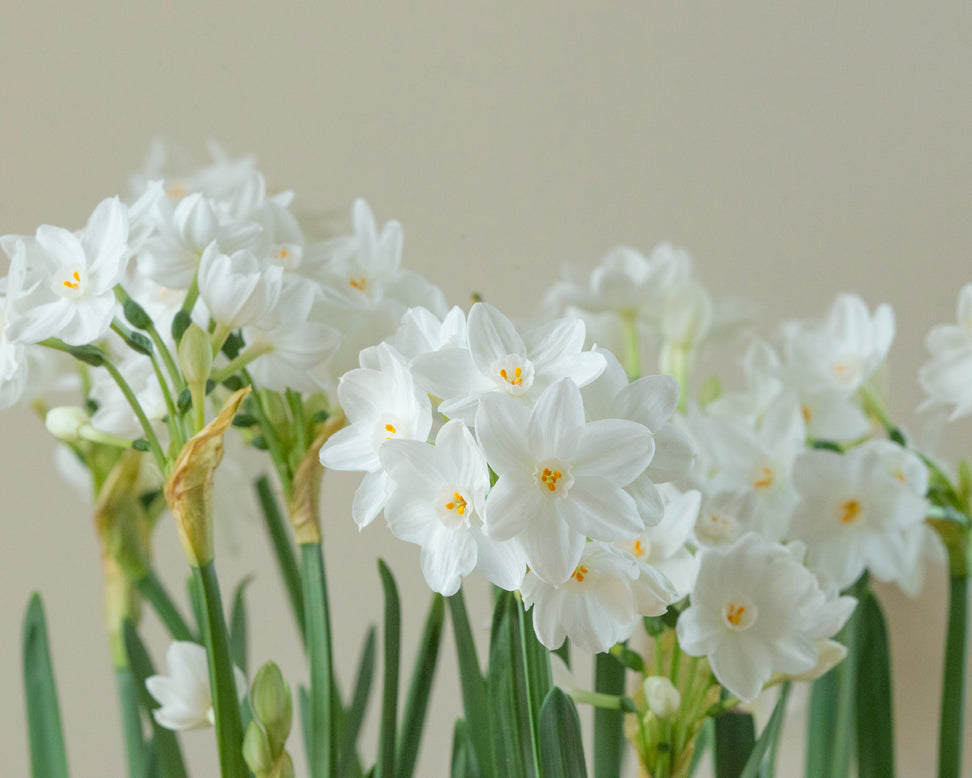 Narcissus tazetta 'Inbal'