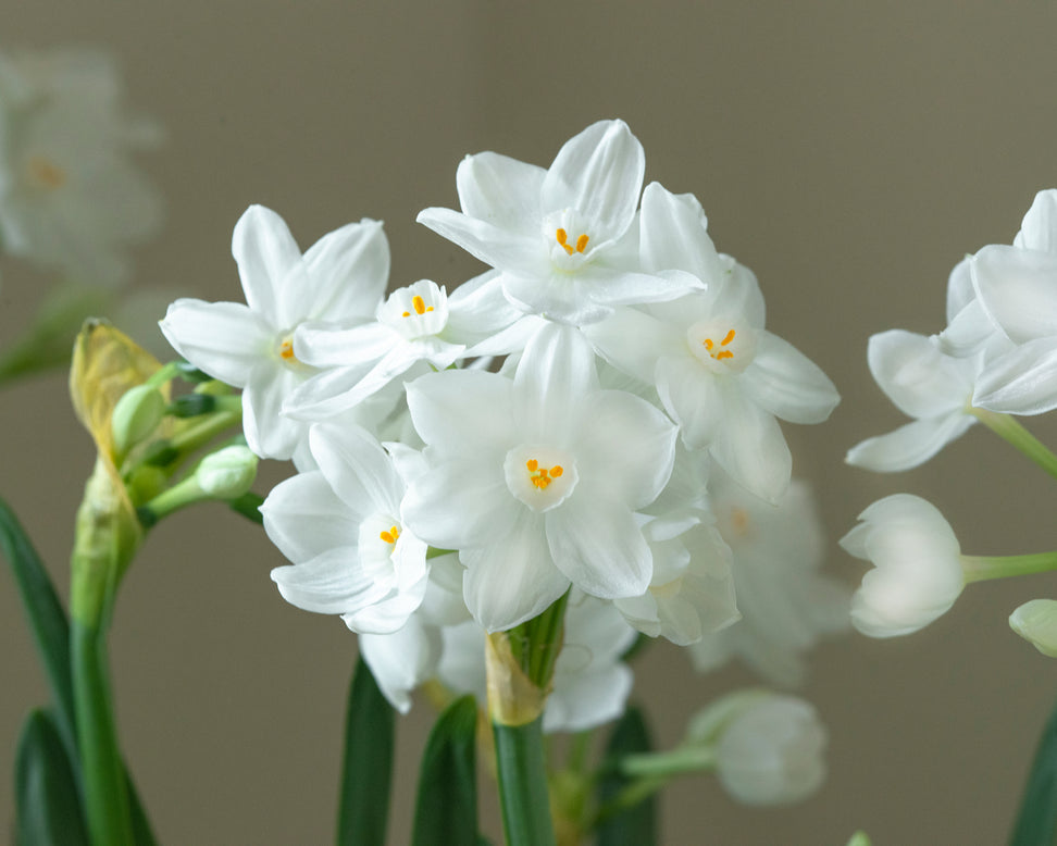 Narcissus tazetta 'Inbal'