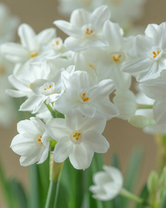 Narcissus tazetta 'Inbal'