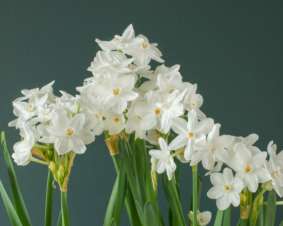 Narcissus tazetta 'Inbal'