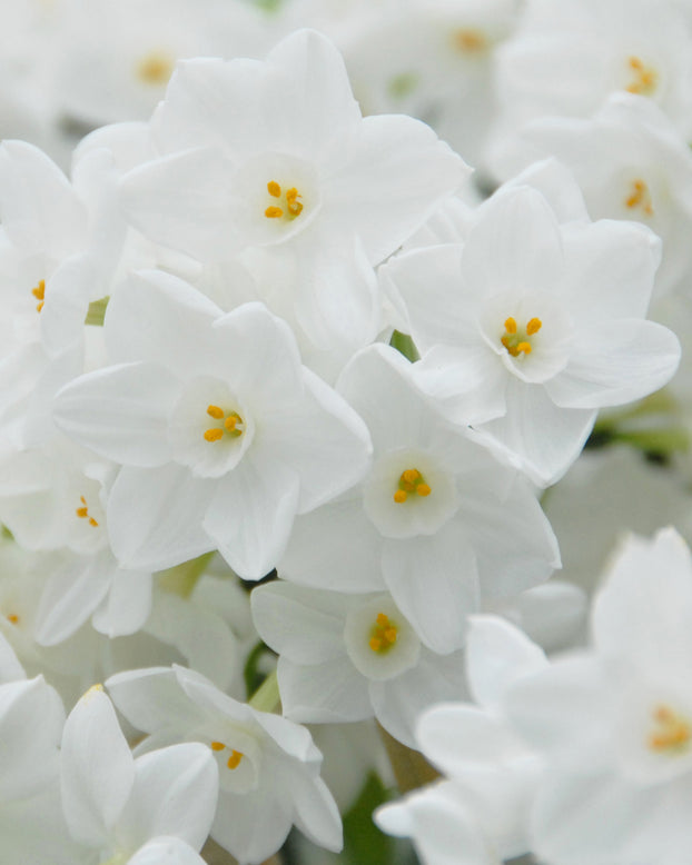 Narcissus tazetta 'Inbal'