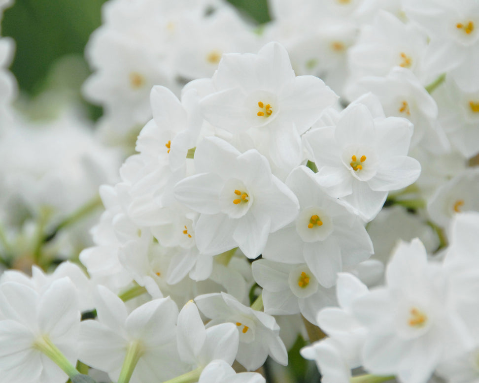 Narcissus tazetta 'Inbal'
