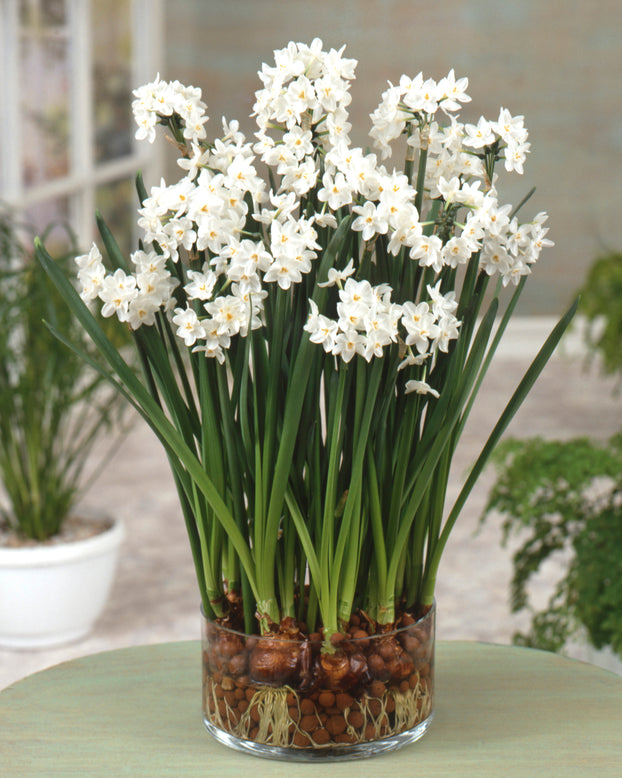 Narcissus tazetta 'Paperwhite'