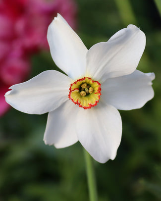 Narcissus 'Pheasant's Eye'