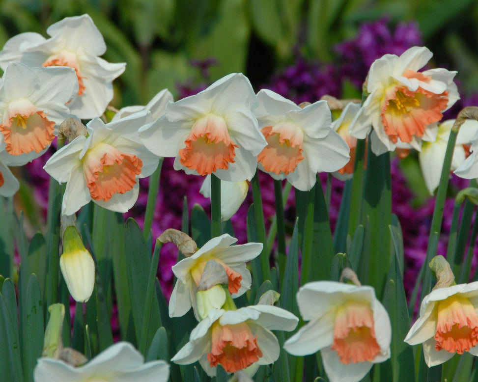 Flower BulbsPink Charm Bulbs UK - 5