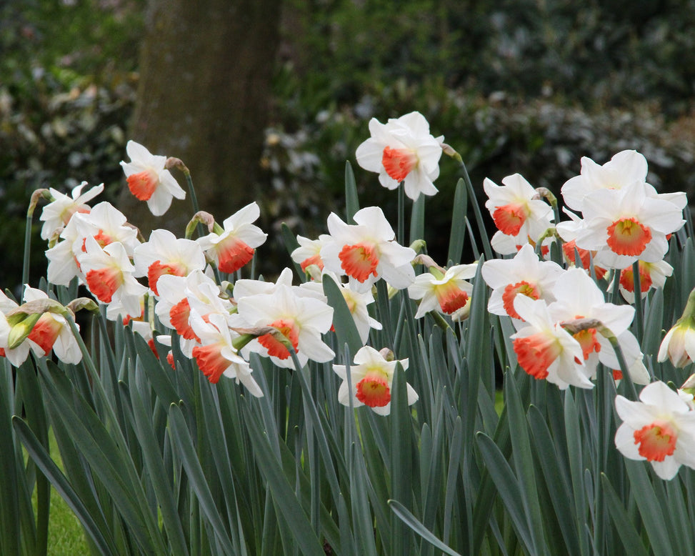 Narcissus 'Pink Charm'