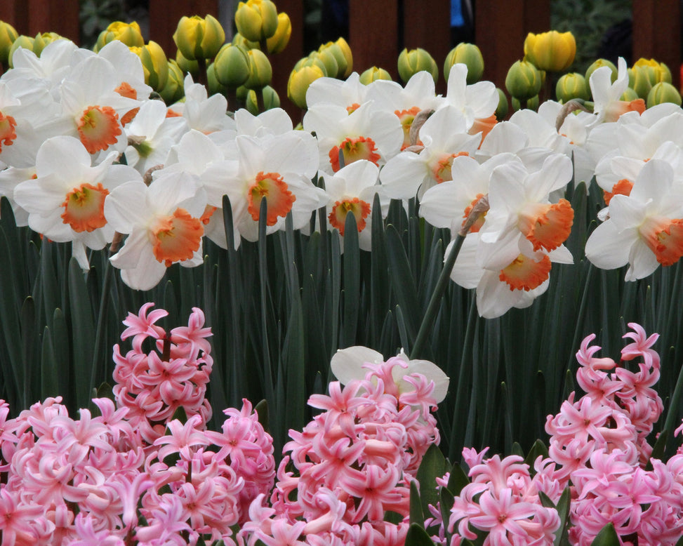 Narcissus 'Pink Charm'