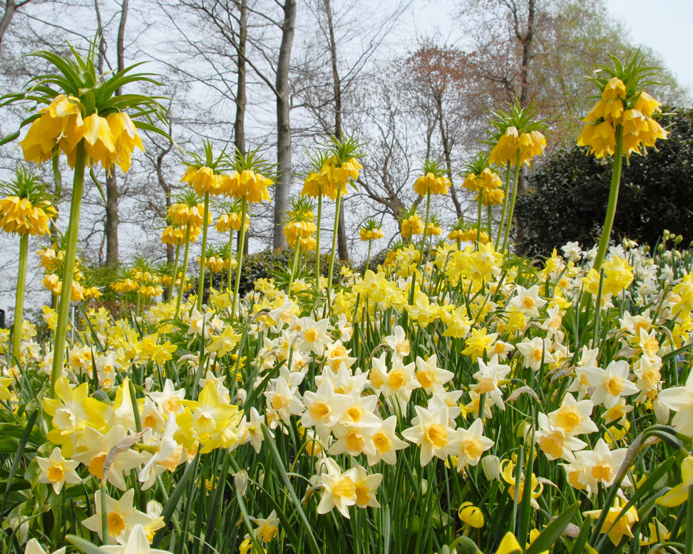Narcissus 'Pipit'