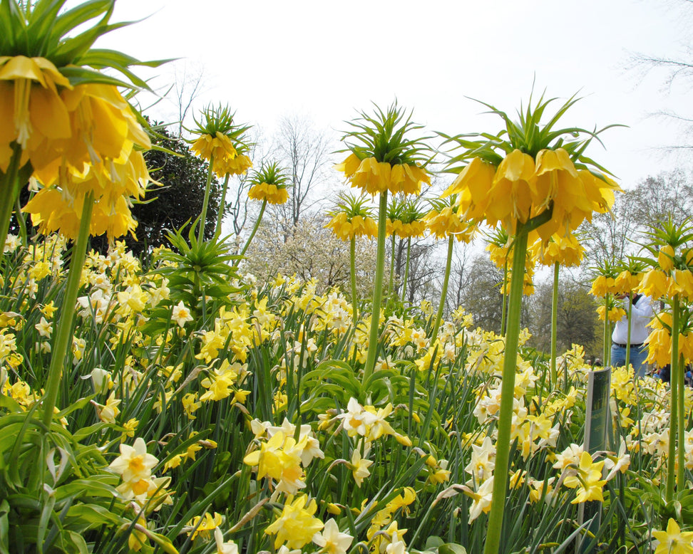 Narcissus 'Pipit'