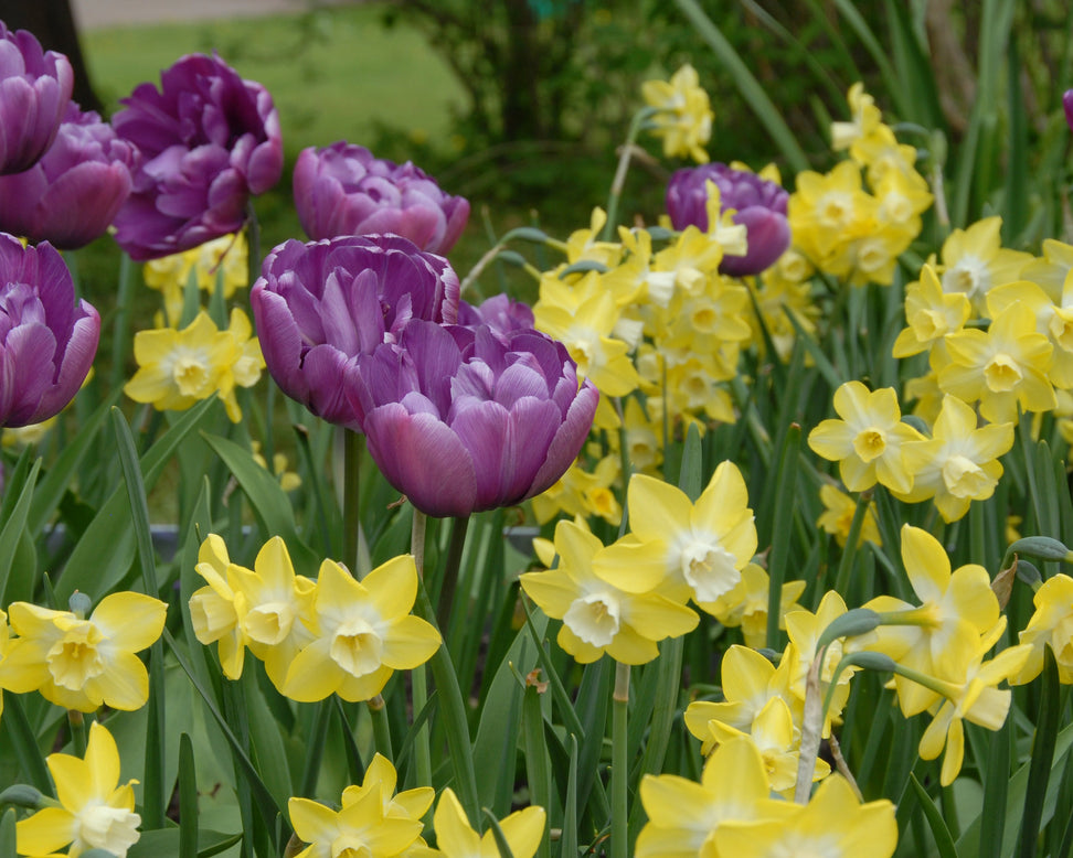 Narcissus 'Pipit'