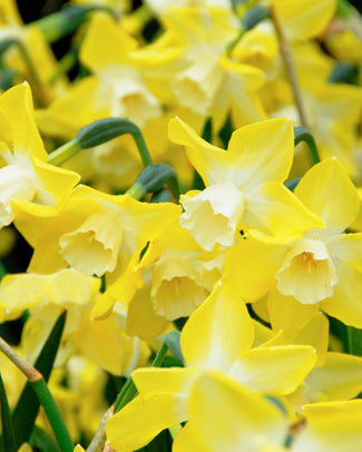 Narcissus 'Pipit'