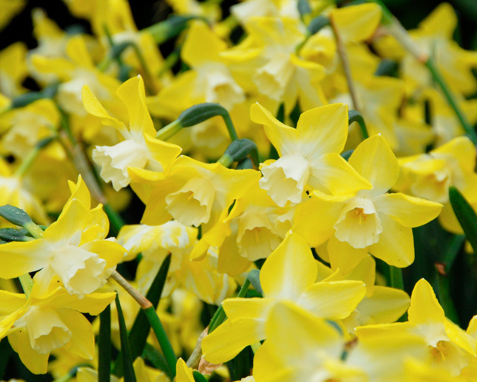 Narcissus 'Pipit'