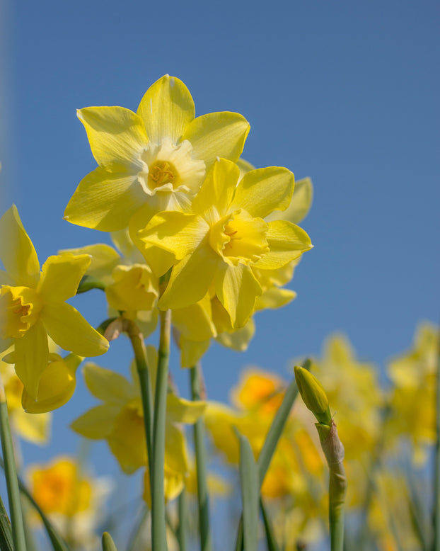 Narcissus 'Pipit'